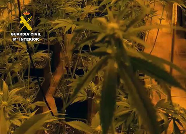 La Guardia Civil desmantela en Totana un invernadero con gran cantidad de marihuana, Foto 6