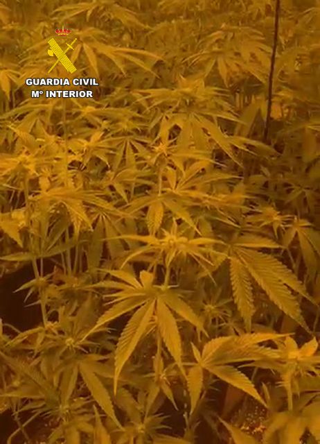 La Guardia Civil desmantela en Totana un invernadero con gran cantidad de marihuana, Foto 8