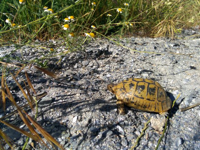El Plan de Conservación de la Tortuga Mora es necesario - 1, Foto 1