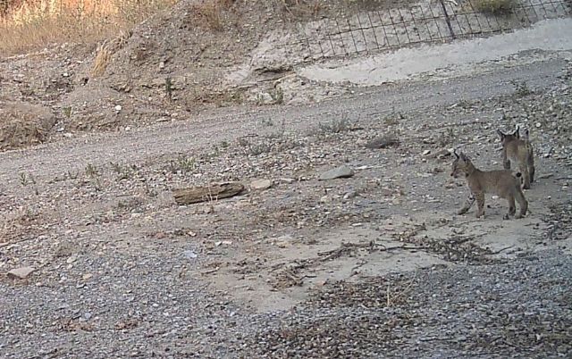 Una segunda camada de una hembra de lince ibérico liberada en la Región de Murcia confirma el éxito del programa Life LynxConnect - 1, Foto 1