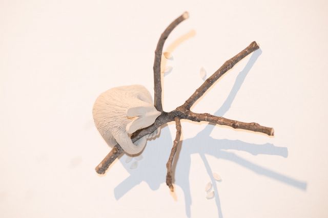 Literatura maravillosa con Grassa Toro en Puertas de Castilla - 1, Foto 1