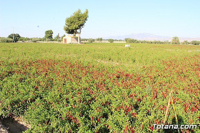 Carreño defiende seguir el trabajo del Gobierno del PP para “dar estabilidad y competitividad a las explotaciones agrarias” - 1, Foto 1