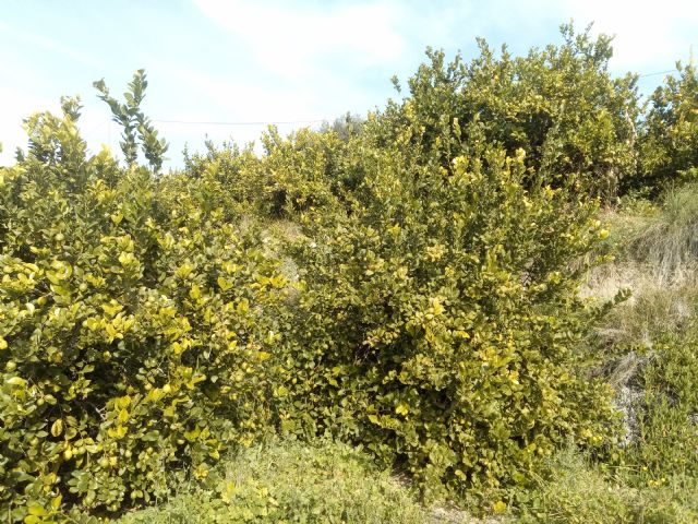 ANSE y ANECOOP acuerdan conservar los polinizadores en fincas agrícolas - 2, Foto 2