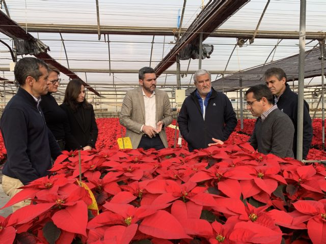 La Región de Murcia se reafirma como referencia en la producción de flor de Pascua con un 20 por ciento del total nacional - 1, Foto 1