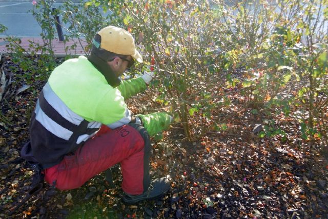 Comienza la poda de más de 10.000 rosales de Murcia y pedanías - 1, Foto 1