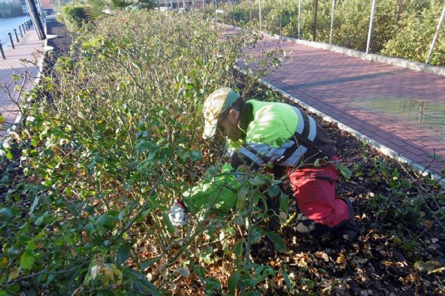 Comienza la poda de más de 10.000 rosales de Murcia y pedanías - 3, Foto 3