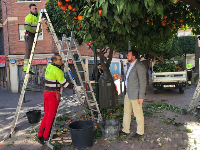 Parques y Jardines poda más de 15.000 ejemplares de naranjos en el municipio - 1, Foto 1
