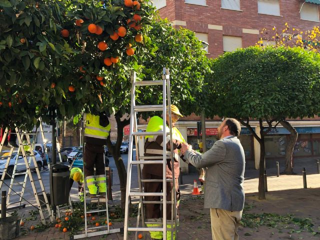 Parques y Jardines poda más de 15.000 ejemplares de naranjos en el municipio - 2, Foto 2
