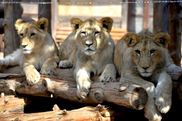 Terra Natura Murcia fortalece la imagen turística de la Región con la renovación del certificado SICTED - 1, Foto 1