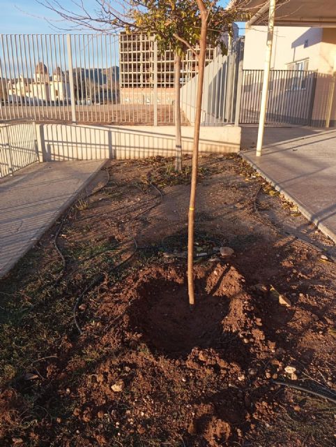 El Ayuntamiento de Jumilla inicia el Plan Sombra para naturalizar los patios escolares - 2, Foto 2