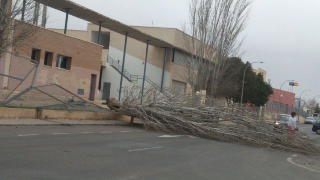 Árbol derribado por el viento en el IES Mar Menor, Foto 1