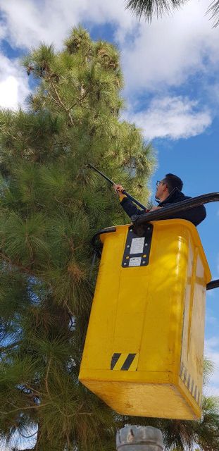 Durante esta semana se han quitado numerosos bolsones de procesionaria de los principales espacios públicos del casco urbano - 1, Foto 1