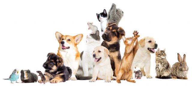 El partido socialista llevará al pleno de marzo de 2020 una moción para la creación de un plan de bienestar animal - 1, Foto 1