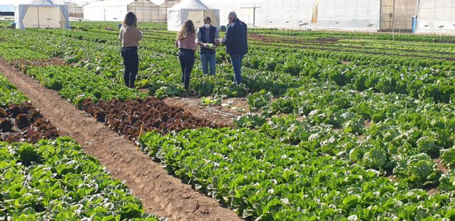 ¿Lechugas sólo para hamburguesas o snacks?: la innovación varietal hortícola brilla estos días en la Región de Murcia - 1, Foto 1