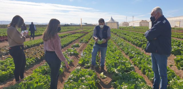 ¿Lechugas sólo para hamburguesas o snacks?: la innovación varietal hortícola brilla estos días en la Región de Murcia - 2, Foto 2