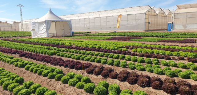 ¿Lechugas sólo para hamburguesas o snacks?: la innovación varietal hortícola brilla estos días en la Región de Murcia - 4, Foto 4