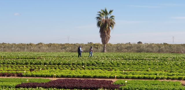 ¿Lechugas sólo para hamburguesas o snacks?: la innovación varietal hortícola brilla estos días en la Región de Murcia - 5, Foto 5