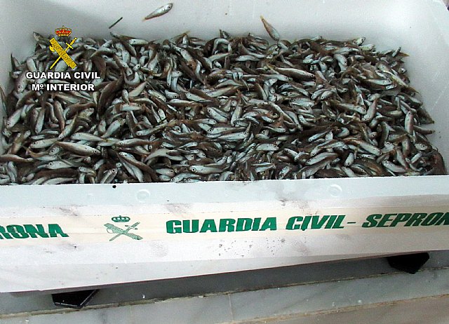 La Guardia Civil detecta la captura ilícita de cerca de cinco kilos de pescado inmaduro en Puerto de Mazarrón, Foto 1