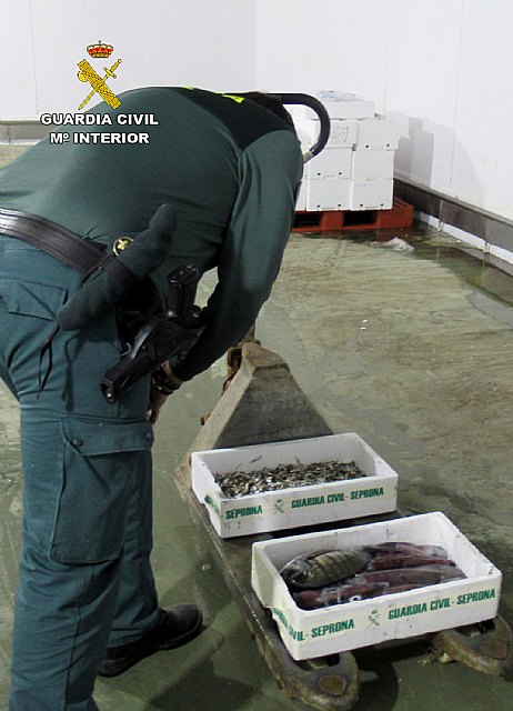 La Guardia Civil detecta la captura ilícita de cerca de cinco kilos de pescado inmaduro en Puerto de Mazarrón, Foto 2