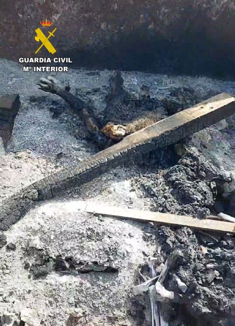 El SEPRONA de la Guardia Civil investiga a un vecino de San Javier por la incineración de un perro - 3, Foto 3