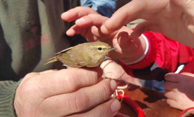 El taller ornitológico fabricó nidos y comederos con materiales reciclados y anilló a 33 aves - 3, Foto 3
