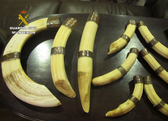 La Guardia Civil localiza cerca de doscientas piezas naturalizadas de especies animales protegidas - 1, Foto 1