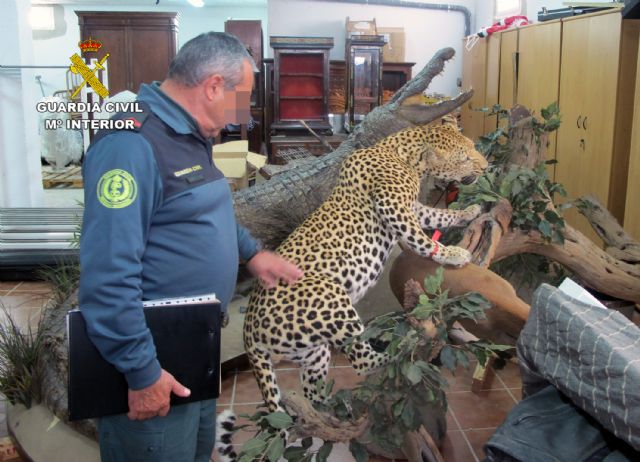 La Guardia Civil localiza cerca de doscientas piezas naturalizadas de especies animales protegidas - 4, Foto 4