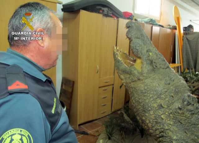 La Guardia Civil localiza cerca de doscientas piezas naturalizadas de especies animales protegidas - 5, Foto 5