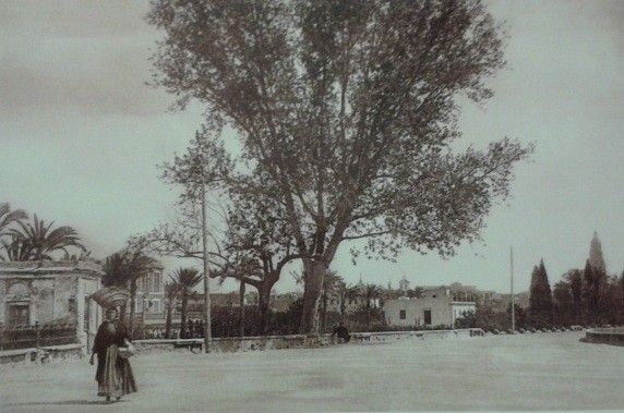 Huerta Viva lamenta la tala del plátano bicentenario de La Sartén - 2, Foto 2