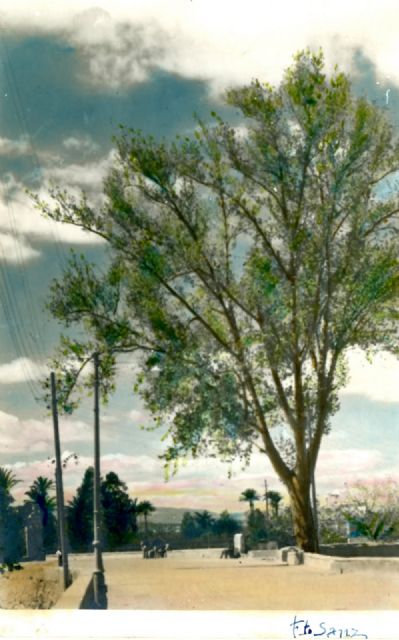 Huerta Viva lamenta la tala del plátano bicentenario de La Sartén - 3, Foto 3