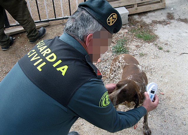 La Guardia Civil recupera un perro de caza sustraído en Totana, Foto 2