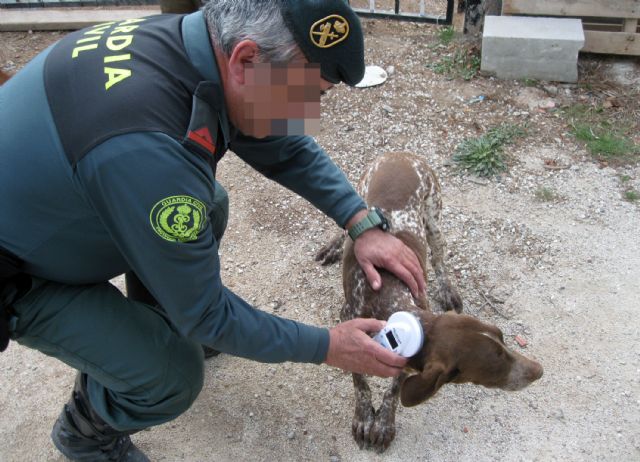 La Guardia Civil recupera un perro de caza que fue sustraído en Totana