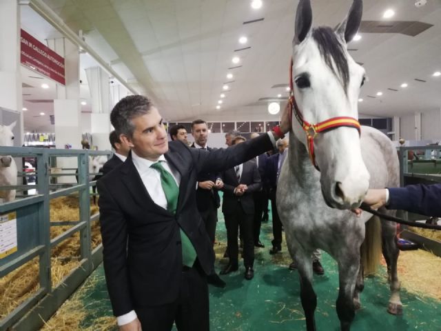 Equimur acoge a 400 ejemplares de equinos en su 24 edición - 1, Foto 1