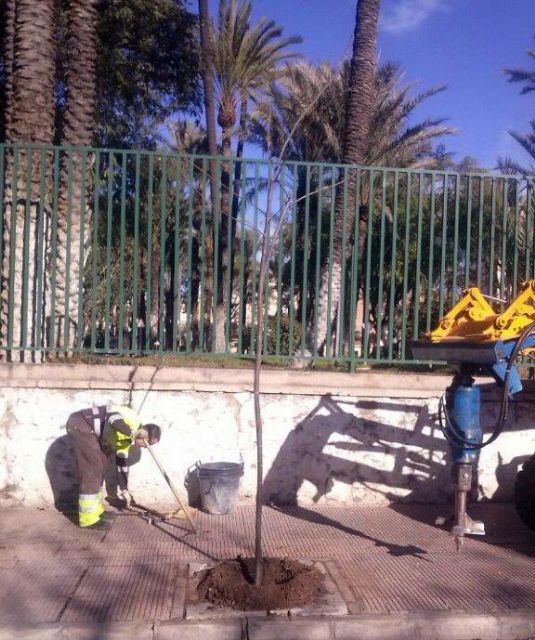 Parques y Jardines realiza el destoconado de viejos troncos para recuperar diversos árboles en el municipio - 3, Foto 3