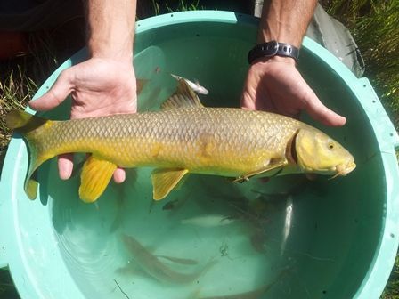 La Comunidad Autónoma plantea el fin de la pesca con muerte del barbo - 1, Foto 1