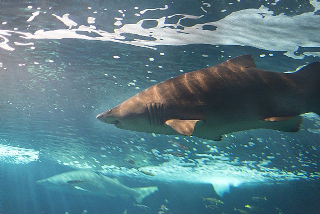 ¿Cómo se trabaja en un acuario en el Estado de Alarma? - 2, Foto 2