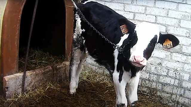 Ternero encadenado, Foto 2