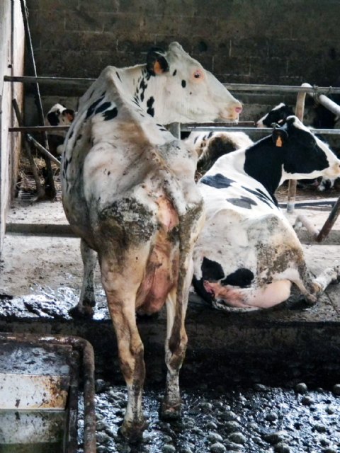 Vacas escuálidas entre excrementos, Foto 3
