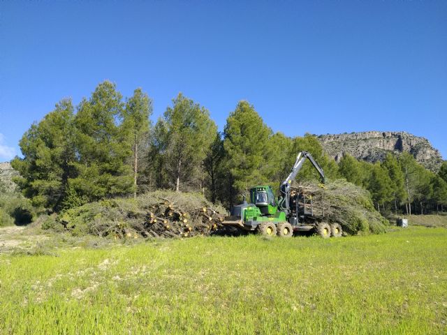 La Región de Murcia certifica sus primeros créditos de carbono procedentes de gestión forestal - 1, Foto 1