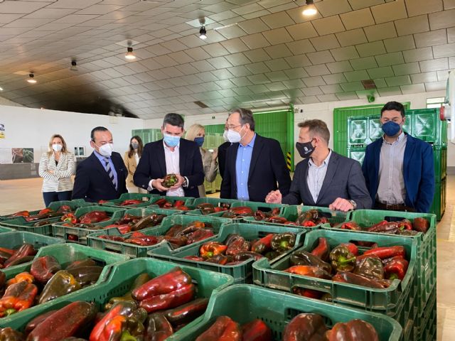 El consejero Antonio Luengo y el alcalde de Torre Pacheco Antonio León asisten a la subasta de pimiento celebrada en Agrodolores Dolores de Pacheco - 1, Foto 1