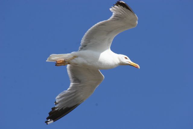 Controlarán la población de gaviotas patiamarillas en el Parque Regional de Salinas y Arenales de San Pedro del Pinatar - 1, Foto 1