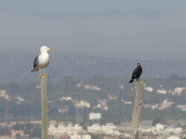 Controlarán la población de gaviotas patiamarillas en el Parque Regional de Salinas y Arenales de San Pedro del Pinatar - 2, Foto 2
