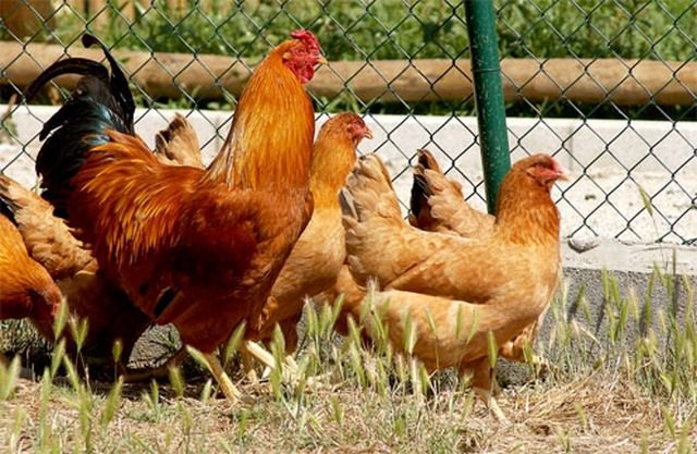 Agricultura, Pesca y Alimentación impulsa la creación de un centro nacional de referencia de bienestar animal - 1, Foto 1