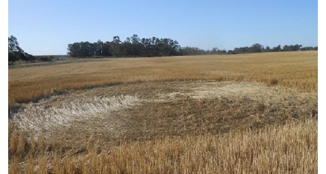 Los circulos de las cosechas. nº 1 - 2, Foto 2