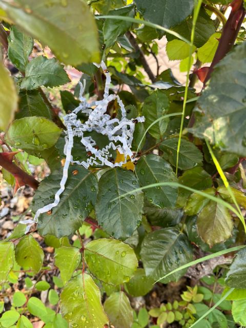 Más de 2.800 ejemplares de mariquitas para combatir por primera vez el pulgón en los Huertos de Ocio como medida de control sostenible - 1, Foto 1