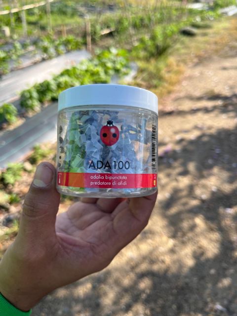 Más de 2.800 ejemplares de mariquitas para combatir por primera vez el pulgón en los Huertos de Ocio como medida de control sostenible - 2, Foto 2