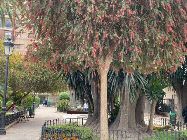 El PSOE propone iniciar fumigaciones intensas y urgentes ante la preocupante proliferación de insectos, como mosquitos y moscas en la ciudad y en pedanías - 1, Foto 1