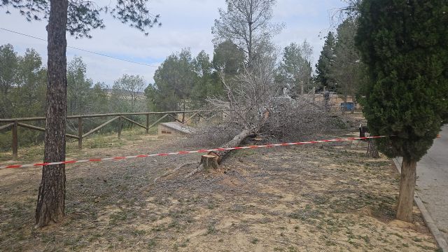 Medio Ambiente retira árboles secos por seguridad y apuesta por zonas verdes más vivas - 1, Foto 1