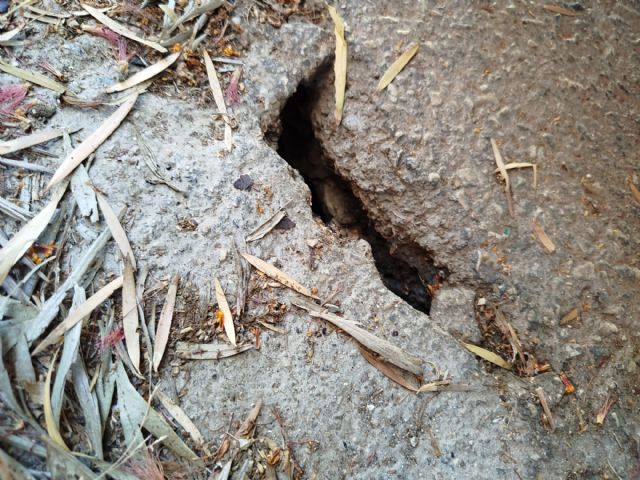 El Partido Cantonal denuncia que las ratas campan a sus anchas por el Barrio de la Conciliación - 1, Foto 1