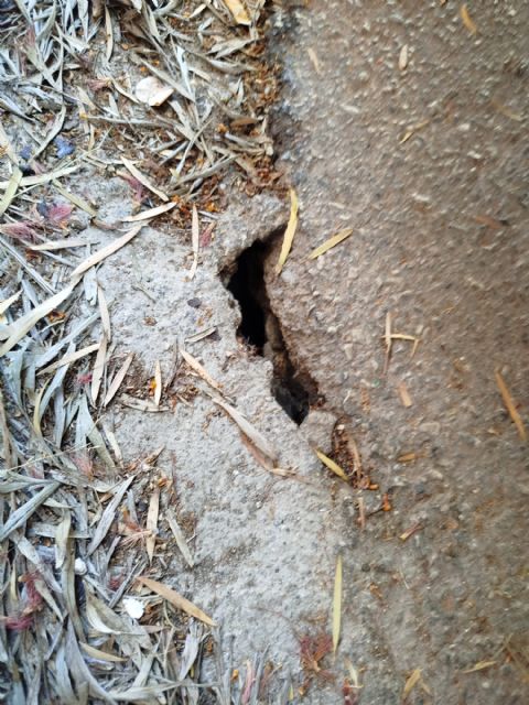 El Partido Cantonal denuncia que las ratas campan a sus anchas por el Barrio de la Conciliación - 2, Foto 2